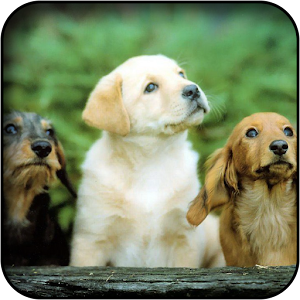 Cute Dogs Wallpapers 5.0