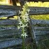 Lesser Butterfly Orchid