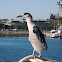 Black-crowned Night Heron