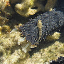 Tidepool goby