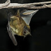 Straw-colored Fruit Bat