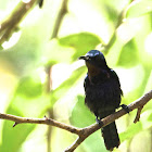 Copper-throated Sunbird - male