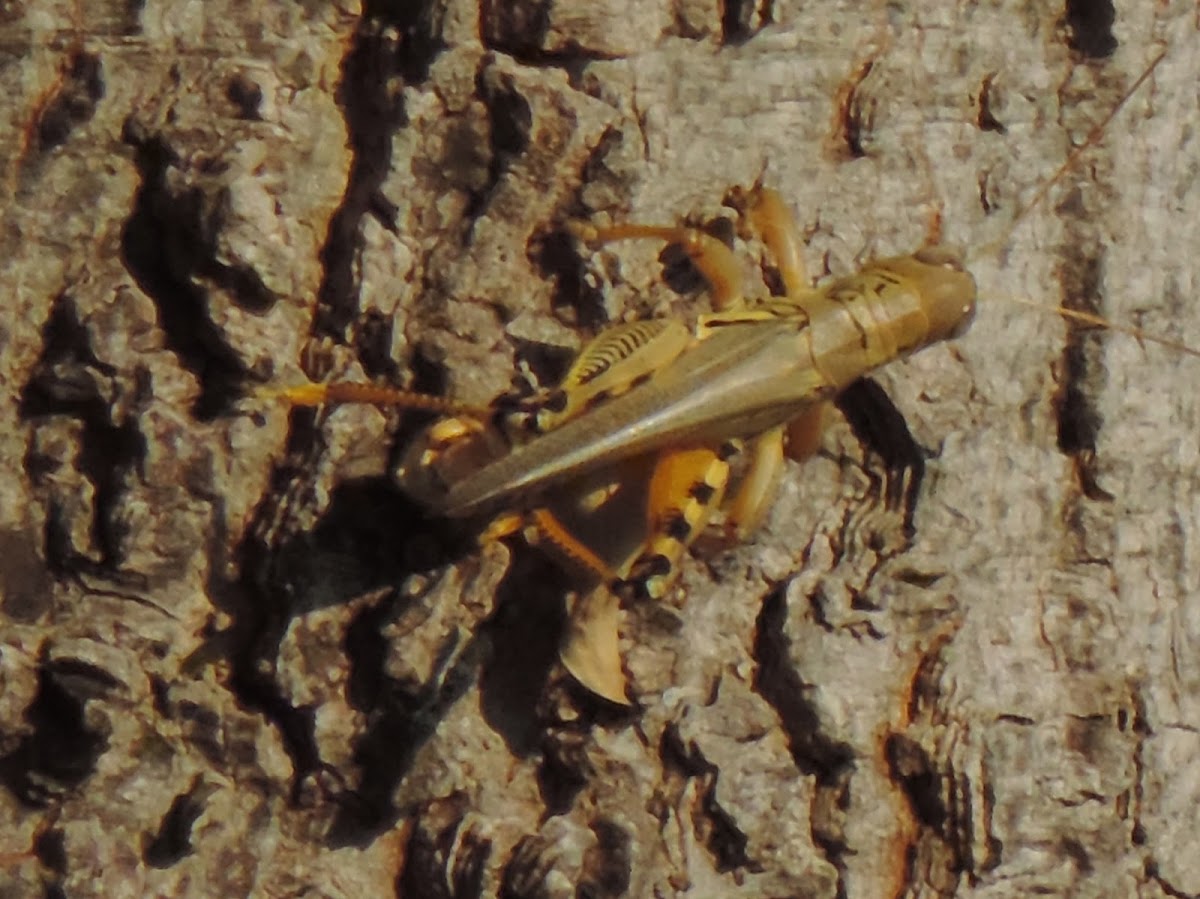 Differential Project Noah