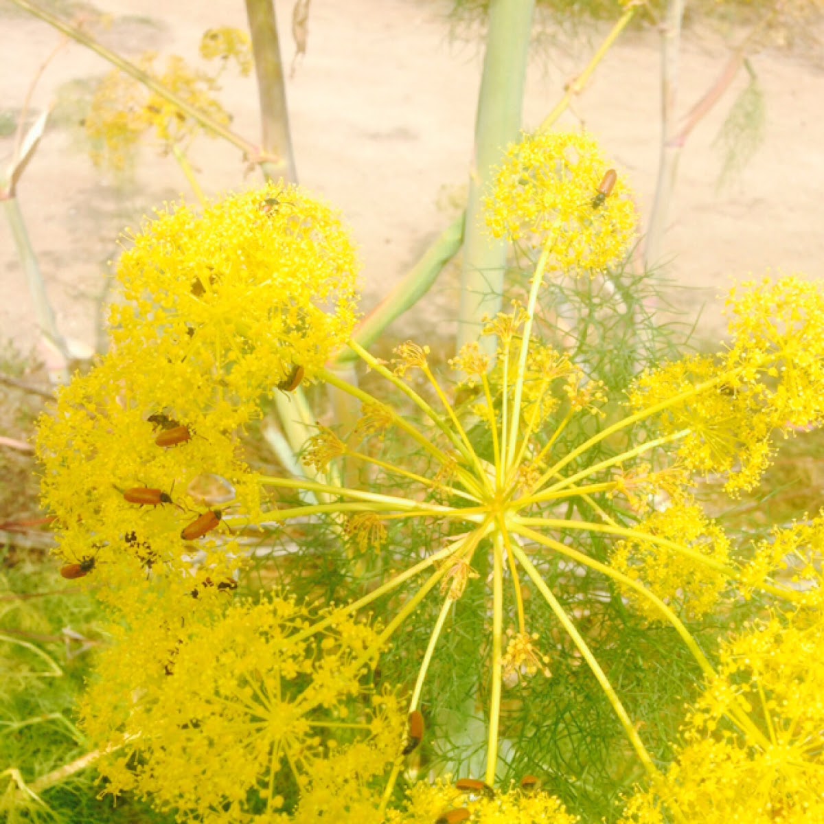 Fennel