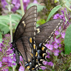 Eastern tiger swallowtail (black female)