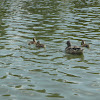 Mallard Duck with ducklings