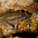 Iberian frog (amplexus)