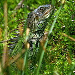 The green smile  by Silvia Mininni - Animals Reptiles