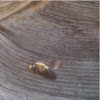 Wood bee