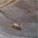 Wood bee