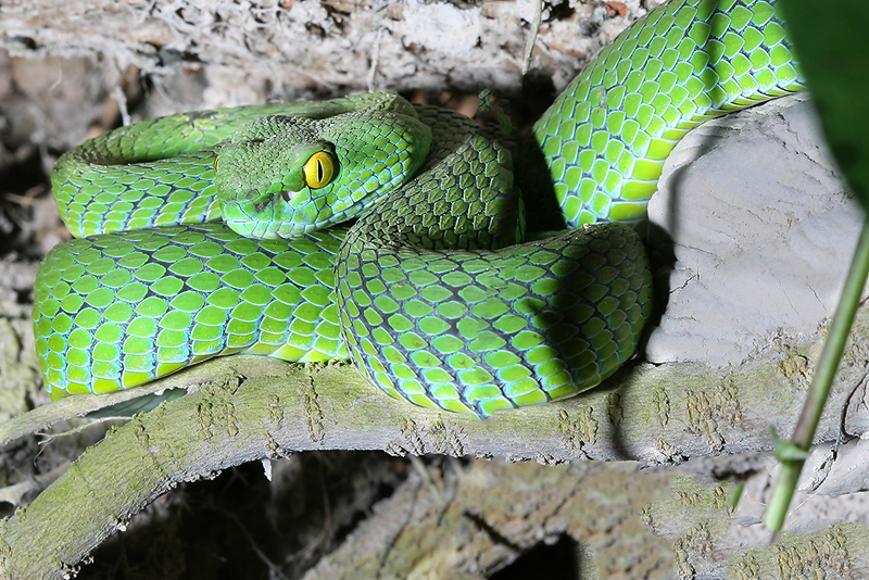 Large-eyed Green Pit Viper