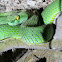 Large-eyed Green Pit Viper