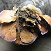 purple-edged, toothlike bracket fungus (Trichaptum biforme) [2 of 2]