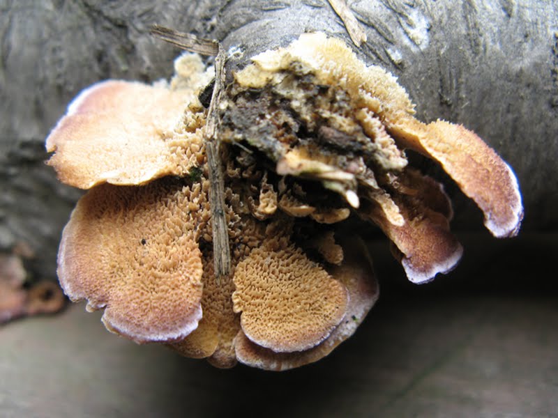 purple-edged, toothlike bracket fungus (Trichaptum biforme) [2 of 2]