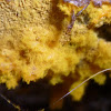 Yellow Fuzz Cone Slime