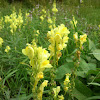 Common or Yellow Toadflax
