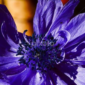 ...so blue... by Angeline JoVan - Novices Only Flowers & Plants