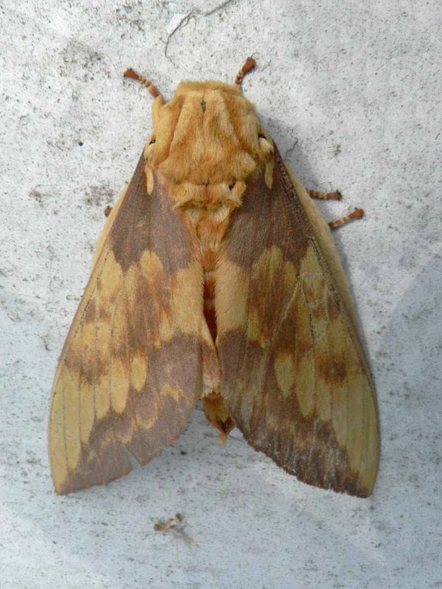 Reagal moth