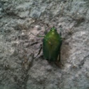 Green iriscent beetle 