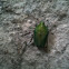 Green iriscent beetle 