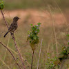 Pied Bushchat