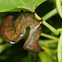 Fruit Piercing Moth Caterpillar