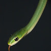 Rough greensnake (young of the year)