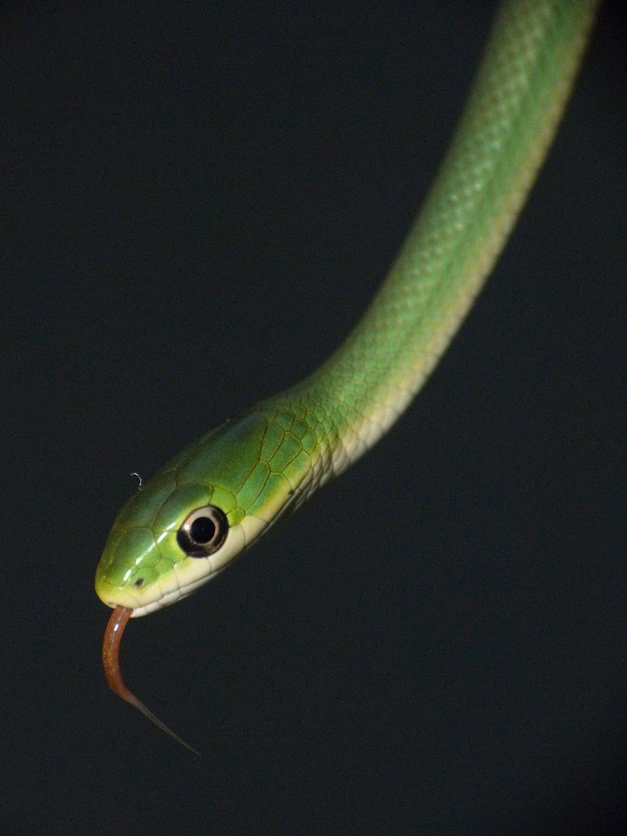 Rough greensnake (young of the year)