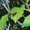 Stick Nest Brown Paper Wasp