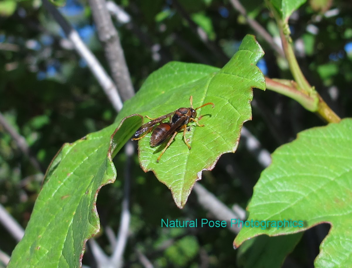 Stick Nest Brown Paper Wasp