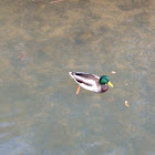 Mallard