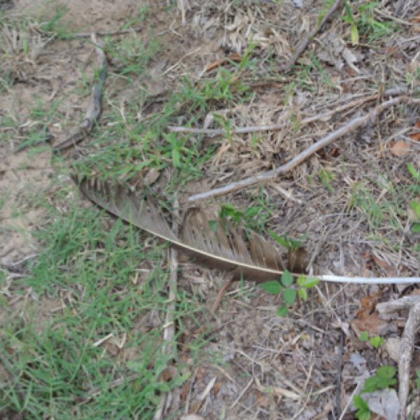 Turkey Vulture feather Project Noah