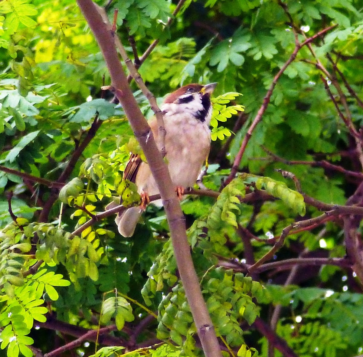 Eurasian tree Sparrow