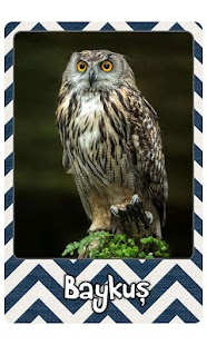 Bebek Kartları Hayvanlar Alemi Screenshots 12