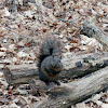 Gray Squirrel Black Phase