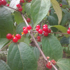 Bright red berries