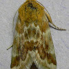 Aluring Schinia Moth