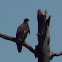 Bald Eagle (Juvenile)