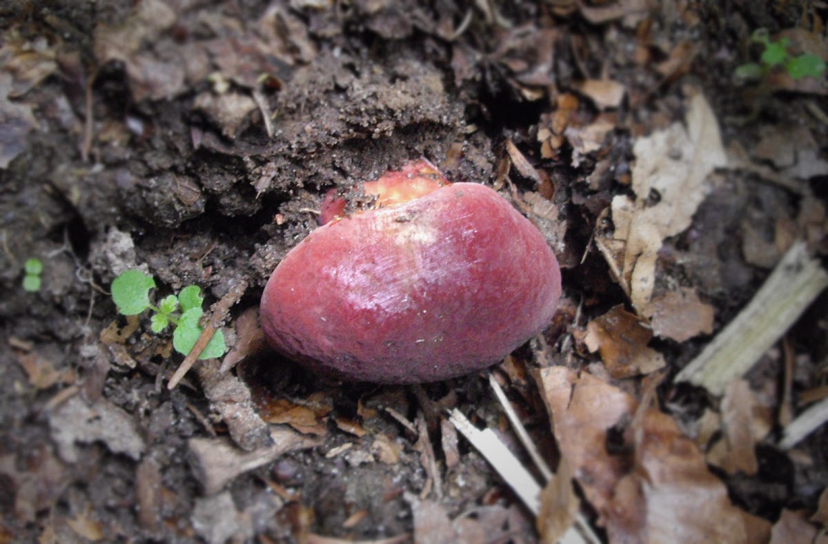 Xerocomus rubellus