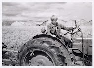 Graanoogst in Aalsmeer