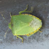 Green Stink Bug/Green Soldier Bug