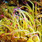 Snakelocks anemone (Wachsrose)