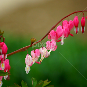 heartflower by Zlatko Ivancok - Flowers Flower Gardens