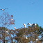 Wood Stork