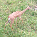 Gerenuk