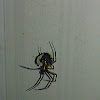 Black and yellow writing spider