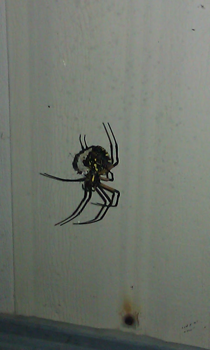 Black and yellow writing spider