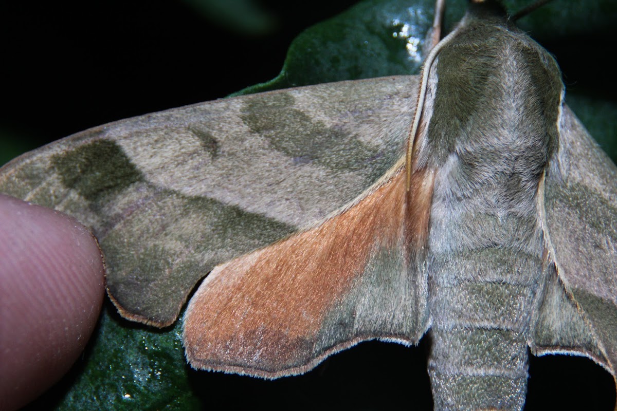 Virginia Creeper Sphinx Moth #7885