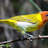 Rufous-headed Tanager