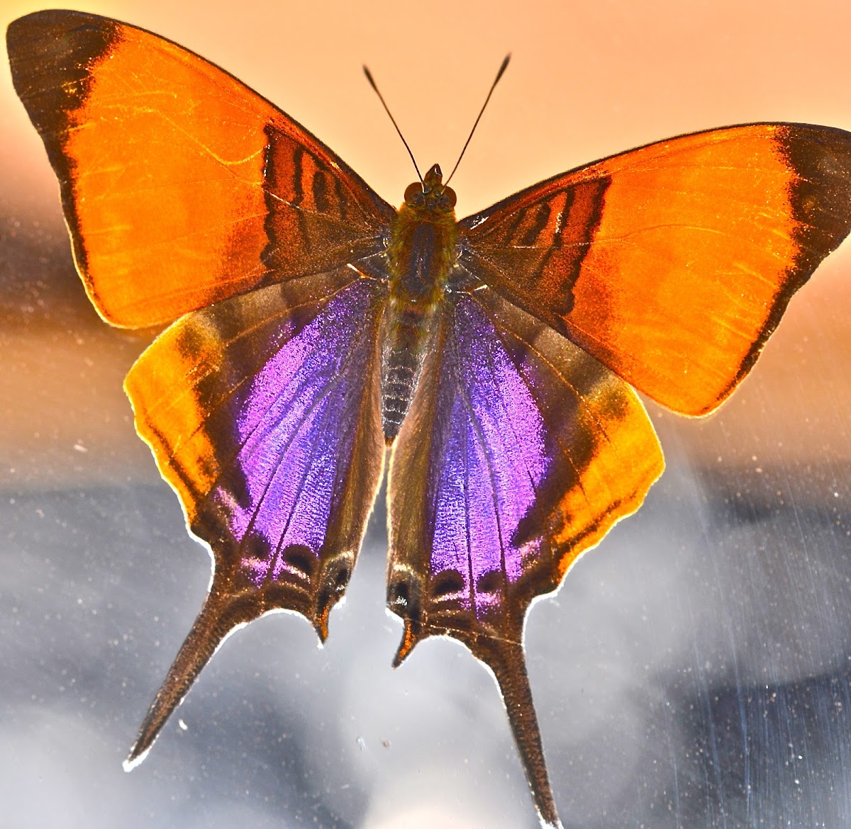 Purple-stained Daggerwing  Butterfly